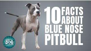 10 Facts About Blue Nose Pitbull  Dogs 101  Blue Nose Pitbull [upl. by Gaeta]