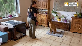 Hundetraining  Alltag  Signal quotDeckequot [upl. by Eyla203]