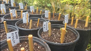 Propagating Bamboo Using Cane Cuts [upl. by Ridinger588]