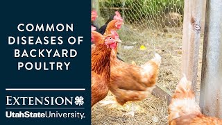 Common Diseases of Backyard Poultry [upl. by China596]