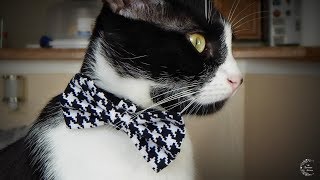 DIY Bow Tie for Pets  The Sweetest Journey [upl. by Cone]