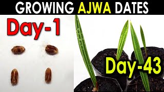 AJWA DATE SEED GERMINATION PART1 How to Grow Ajwa Date Palm Tree from Seed SproutingSeeds [upl. by Haisej]