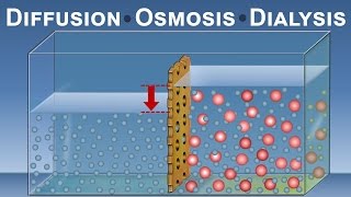 Diffusion Osmosis and Dialysis IQOGCSIC [upl. by Grunenwald]