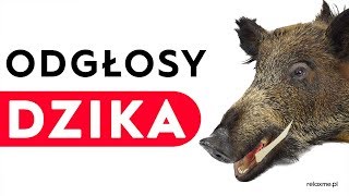 Dzik  odgłosy dzika [upl. by Lissy]