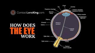 Eye Anatomy Parts of the Eye [upl. by Eirod461]