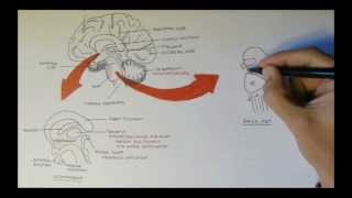 Brain Anatomy Overview  Lobes Diencephalon Brain Stem amp Limbic System [upl. by Kristofer]