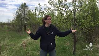 How to identify callery pear Pyrus calleryana [upl. by Geoffry]