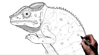 How To Draw A Chameleon  Step By Step [upl. by Odnumyer]