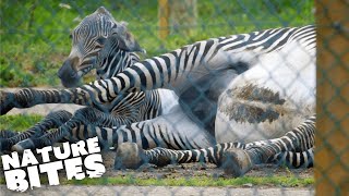 Zebra Gives Birth in Difficult Ordeal  The Secret Life of the Zoo  Nature Bites [upl. by Fisa]