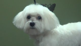 How to Groom A Maltese Puppy Cut  DoItYourself Dog Grooming [upl. by Legna]