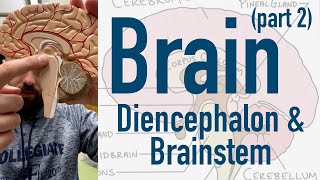 Brain Diencephalon and Brainstem [upl. by Alistair616]