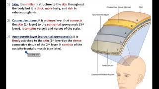 The Scalp Detailed Anatomy  Dr Ahmed Farid [upl. by Aileen]