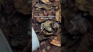 Western Toads at Wildlife Rescue [upl. by Prudhoe]