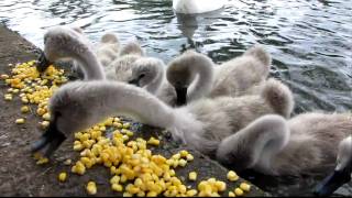 Cygnets baby swans feeding at the park [upl. by Ayam]