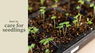 How to Care for Seedlings For the Garden [upl. by Naujud]