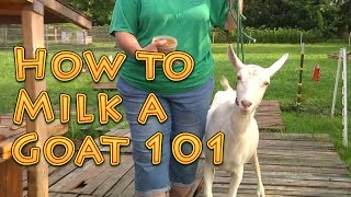 How to Milk a Goat 101 [upl. by Aniram]