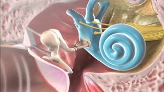 The Mechanism of Hearing [upl. by Hamlen]