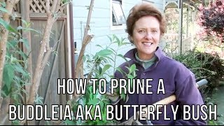 How To Prune A Buddleia aka Butterfly Bush [upl. by Edora]