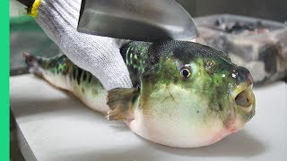 Eating Japans POISONOUS PufferFish ALMOST DIED Ambulance [upl. by Yralih]