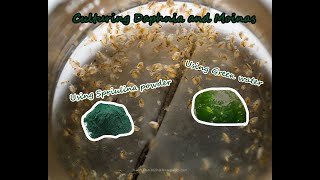 How To Culture Daphnia and Moinas using Green Water Spirulina powder [upl. by Jackson]