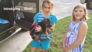 Surprising My Daughter with a German Shepherd Puppy Meet Bindi [upl. by Gil320]