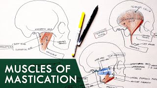 Muscles of Mastication  Anatomy Tutorial [upl. by Gerda]