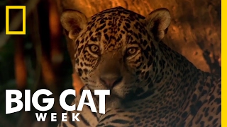 Learn About the Jaguar  Big Cat Week [upl. by Aisul754]