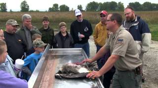 Canada Goose Processing from Field to Table  Indiana DNR [upl. by Nyrehtak855]