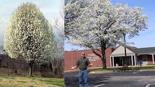 The Plague of the Ornamental Pear [upl. by Auhel401]