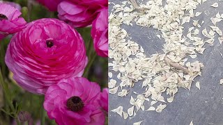 How To Save Collect Ranunculus Seeds Harvest Ranunculus Seeds [upl. by Dnilasor]