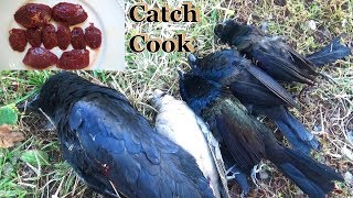 Are Blackbirds Edible Hunting  Catch and Cook [upl. by Ialokin]