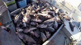 Jigging for Black Rockfish in Kodiak Alaska [upl. by Rondon]