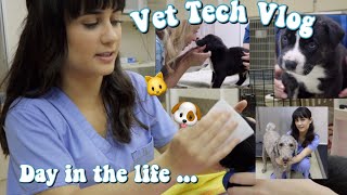 Day In The Life of a Vet Tech  Vet Tech Vlog  Veterinary Technician [upl. by Gemoets]