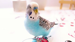 3 Hour Budgie Sounds or Parakeet sounds [upl. by Ardyce]