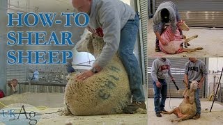 How to shear sheep  blow by blow [upl. by Guillaume498]