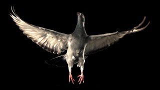 Slow Motion Pigeon Flight  BBC Earth [upl. by Mosier]