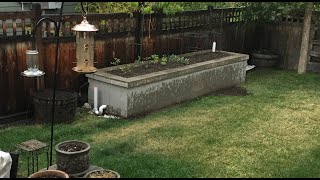 Self Watering Raised Bed Garden  DIY Wicking Bed [upl. by Cataldo]