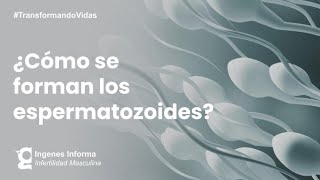 ¿Cómo se producen los espermatozoides  Ingenes [upl. by Sapphira]