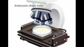 Embryonic Stem cells Explained [upl. by Ainalem117]