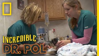 Whats Moo with Ewe Full Episode  The Incredible Dr Pol [upl. by Aissela535]