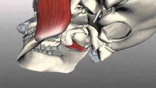 Muscles of Mastication  Anatomy Tutorial [upl. by Lexine217]