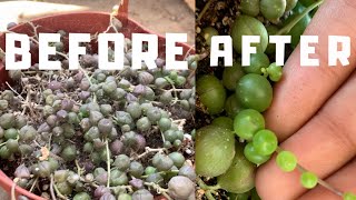 How to save your String of Pearls [upl. by Ayaj]