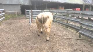 Taureau Charolais  Croisement Salers [upl. by Brackely]