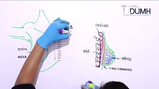 ANATOMÍA  Glándula Mamaria y Mama [upl. by Yeslaehc24]