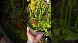 Dionaea muscipula Pygmy Neotenic Clone D [upl. by Ariahs]