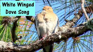 White Winged Dove Song [upl. by Uba354]