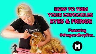 How to trim your cavoodles eyes and fringe [upl. by Imer]