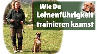 Leinenführigkeit ► Hilfe mein Hund zieht an der Leine  Leinenführigkeit trainieren [upl. by Neltiak]