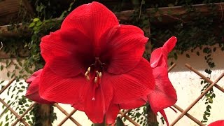 How to Make Your Amaryllis Bloom Again [upl. by Irisa555]