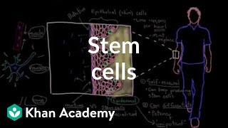 Stem cells  Cells  MCAT  Khan Academy [upl. by Atiuqahc]